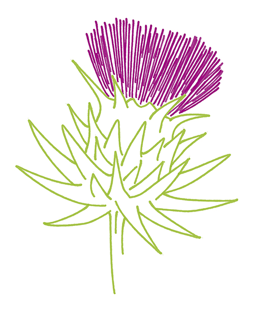 Distel_21x26cm.indd